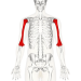250px-Humerus_-_anterior_view.png
