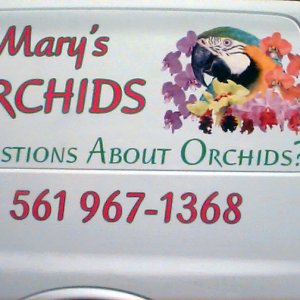 Mary's Orchids 11