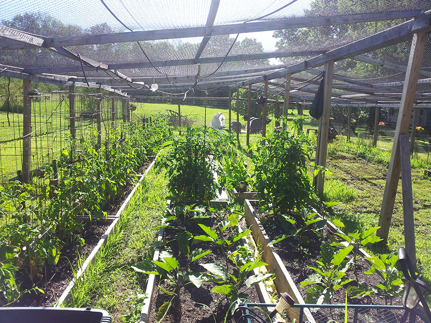 2019 july garden eggplant more tomatoes.jpg