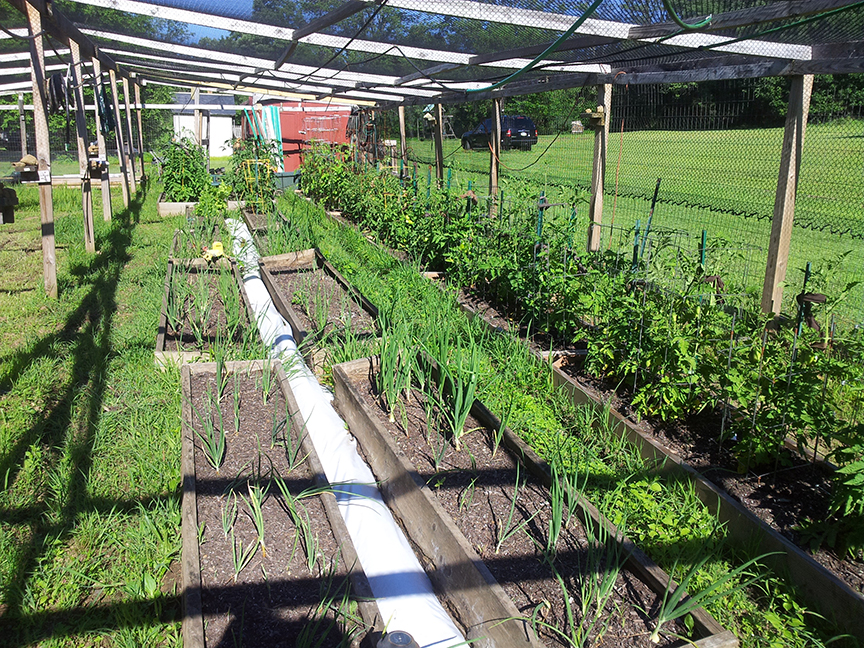 2019 july garden onions and tomatoes.jpg