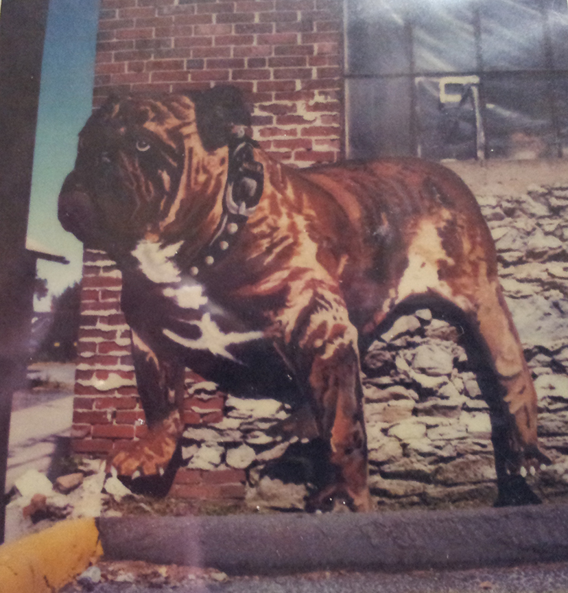 bulldog-3.jpg