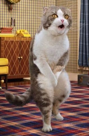 cat gotta pee.jpg