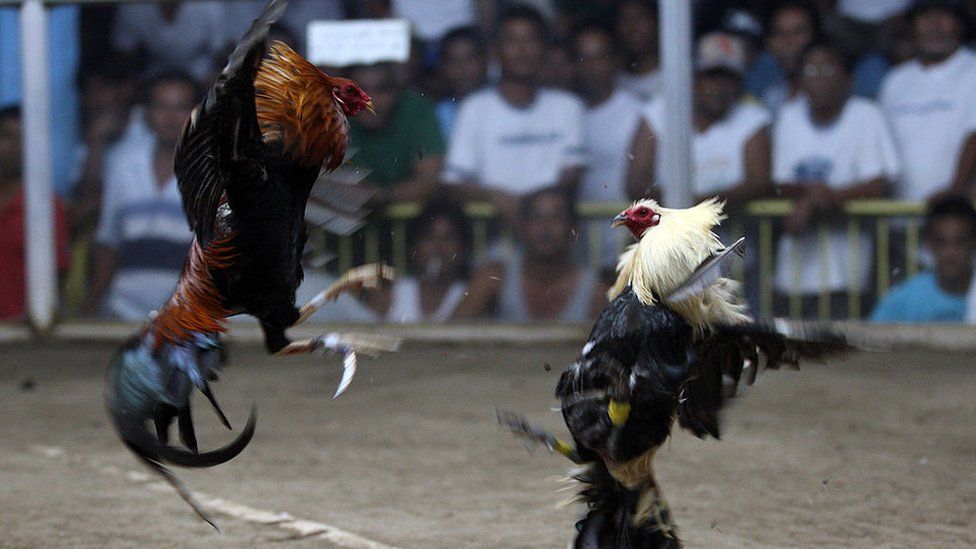 cockfight.jpg