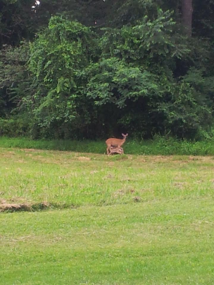 deer.jpg