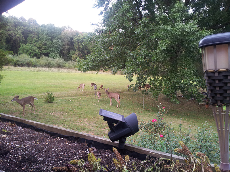 deeries.jpg
