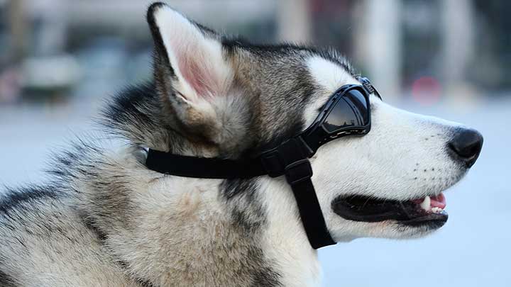doggles.jpg