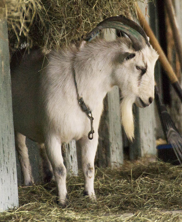 goat2.jpg