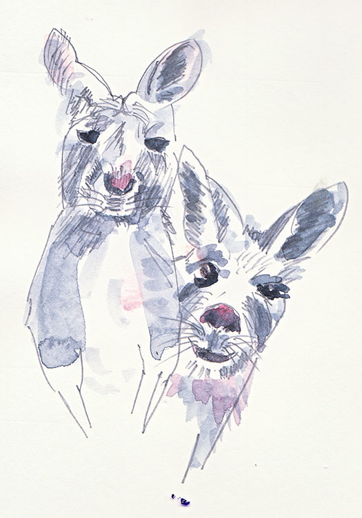 kangaroos.jpg