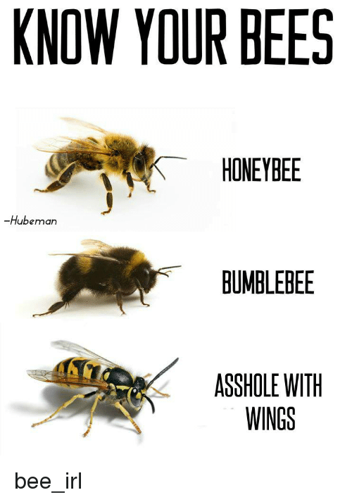 know-your-bees-honeybee-hubeman-bumblebee-asshole-with-wings-bee-irl-19849286.png