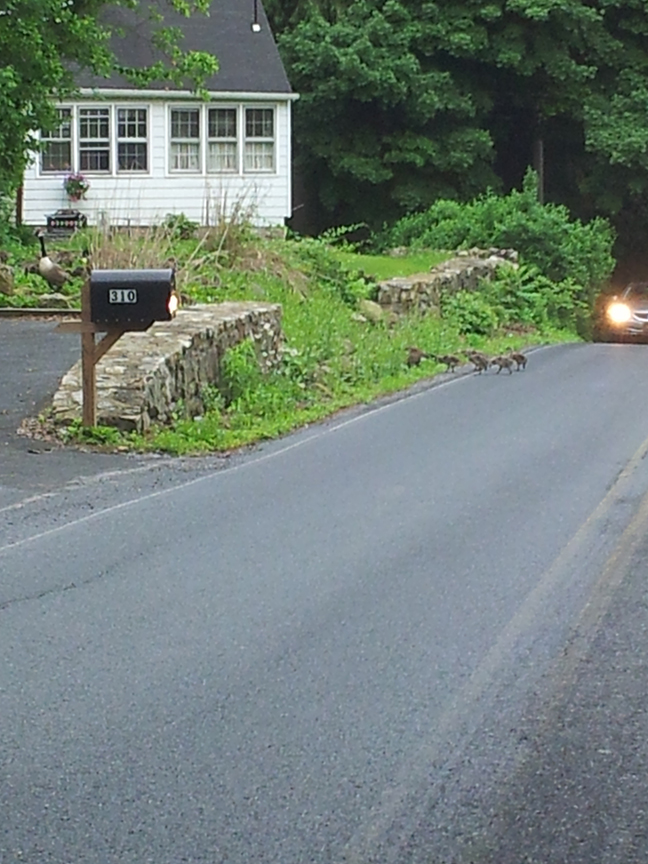 lil geese crossing.jpg
