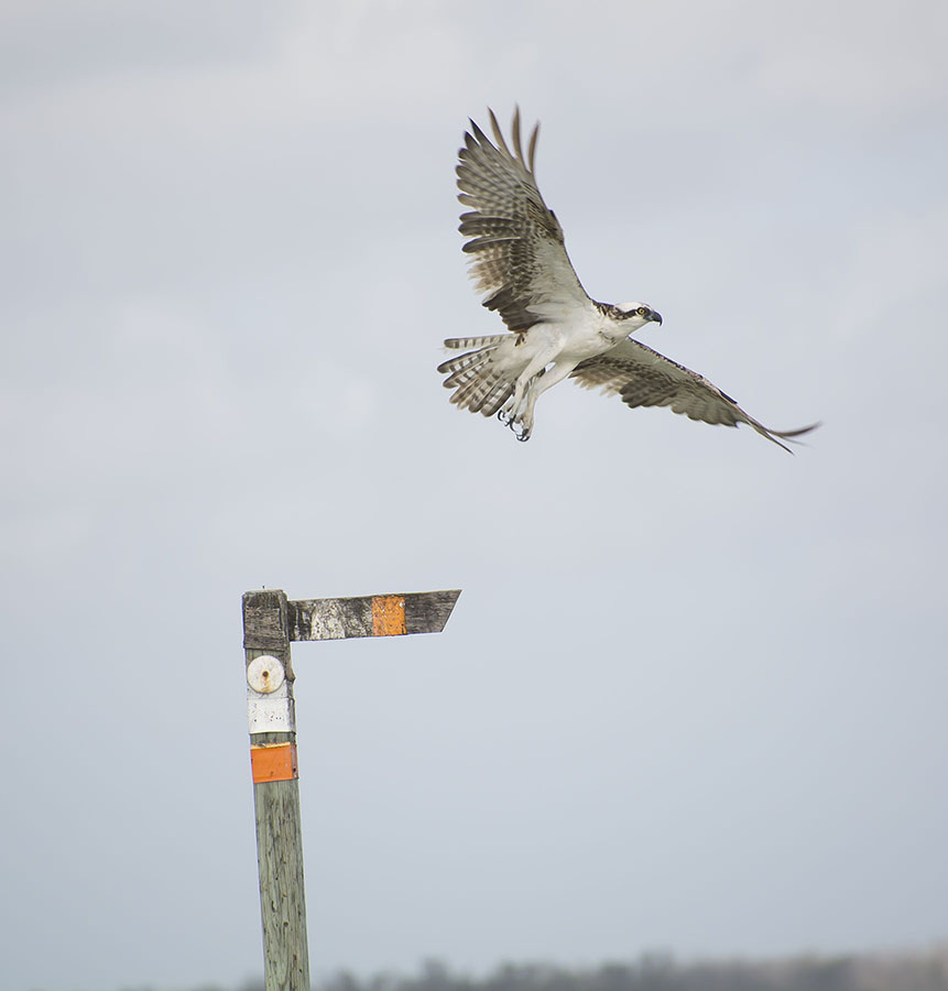 osprey3.jpg