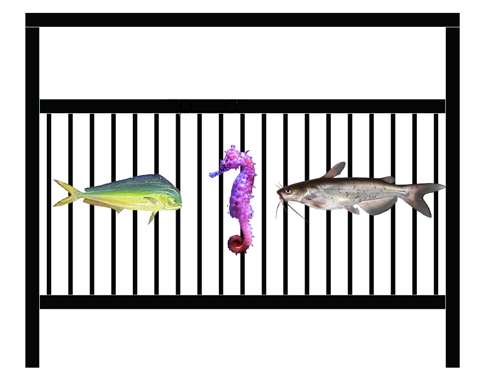 salt water fish.jpg