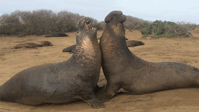 seal-fight.gif