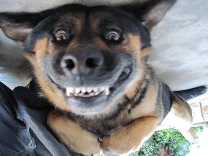 Smiling Dog.jpg