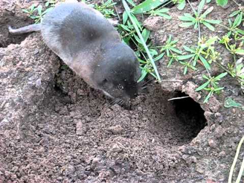 texas pocket gopher.jpg