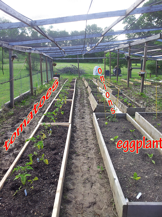 veggie boxes.jpg