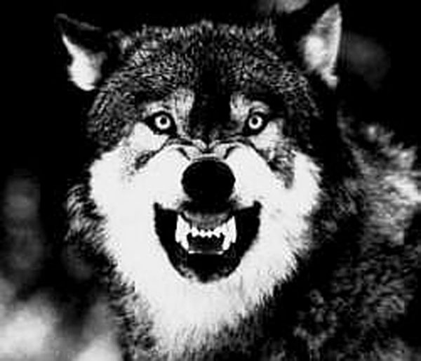 wolf.jpg