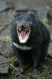 Devil 2 290104.jpg