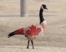 canadian goose.jpg