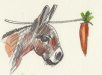 carrot.jpg