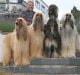 afghanhound014.jpg