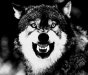 wolf.jpg