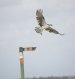 osprey3.jpg