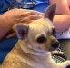 gracie.jpg