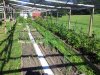 2019 july garden onions and tomatoes.jpg