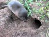 texas pocket gopher.jpg