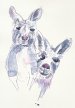 kangaroos.jpg