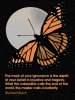 Richard Bach butterfly.jpg