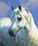 horsedone.jpg