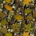 natural_camo03_sample.jpg