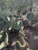 IMG_2312.JPEG