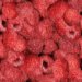 raspberries2.jpg