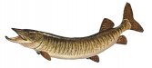 muskellunge.jpg