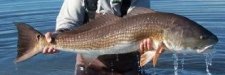 redfish.jpg