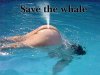 save the whale.jpg