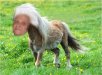 mix breed.jpg