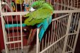 Kiwi's-Blue-on-Wing.jpg