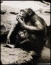chimpanzee%20smoking.jpg