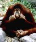 Angry-Orangutan.jpg
