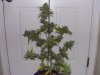 blackberry_kush_marijuana_plant_photo-1.JPG