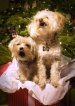 HappyHowlidays.jpg