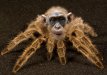 spidermonkey2.jpg