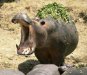 hippo-mouth-open.jpg