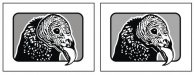 vulture-head2.jpg