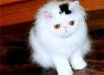 rick_the cat.jpg
