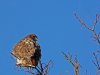 Red Tailed Hawk.jpg